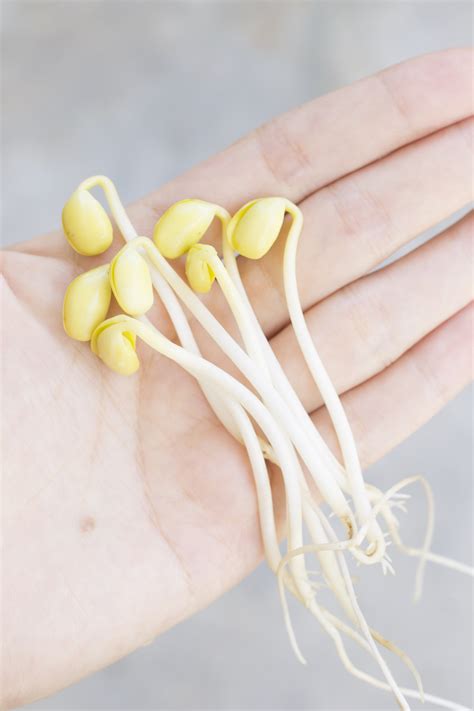 How to grow Soybean Sprouts – Ma Recipes