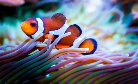 Ocellaris Clownfish - Amphiprion ocellaris | Aquatic Community