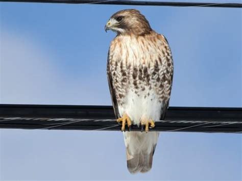 Juvenile Red Tailed Hawk Identification