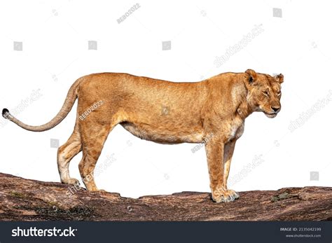 877 Lioness Side View Images, Stock Photos, 3D objects, & Vectors ...