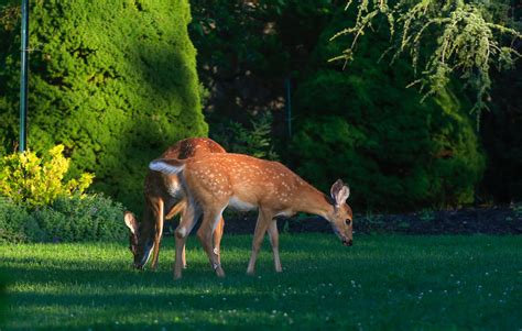 WHITETAIL DEER BEHAVIOR AND HABITS — Whitetail obsession outdoors