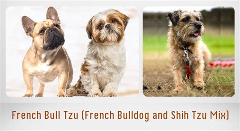 Shih Tzu Bulldog Mix