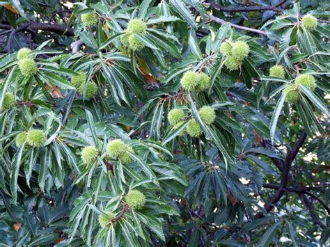 Sweet Chestnut Tree | Castanea sativa