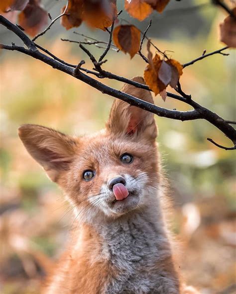 Photographer Captures Enchanting Photos of Finland’s Forest Animals