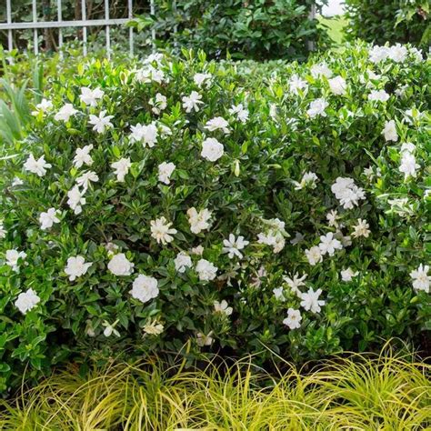 Southern Living Plant Collection 2 Gal. Jubilation Gardenia, Live Evergreen Shrub, White ...