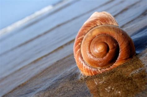 Sea snails help scientists explore a possible way to enhance memory ...