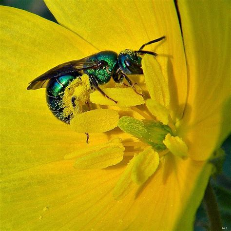 This metallic green bee from the family Halictidae (also known as sweat ...