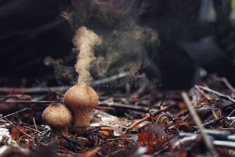 Puffball Fungus Lycoperdon Perlatum Spores Reproduction Smoke Mushroom ...