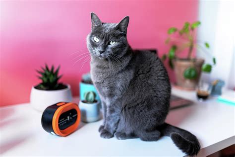 Cat On A Desk At Home With Laptop, Plants And Alarm Clock At Morning Photograph by Cavan Images ...