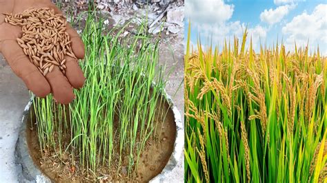 How To Grow Rice By Seed Sowing - Rice Farming From Seed To Harvest ...