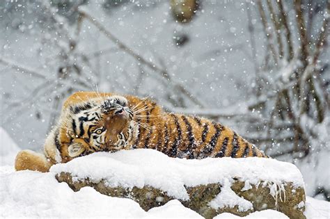 Fonds d'ecran Fauve Tigre Siberian Neige Flocon de neige Animaux ...