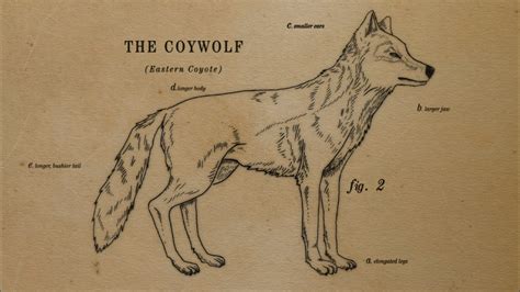 Meet the Coywolf | Animated How the Coywolf is a Coyote/Wolf Hybrid ...