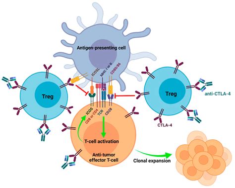 Cell-autonomous And -non-autonomous Roles Of CTLA-4 In, 40% OFF