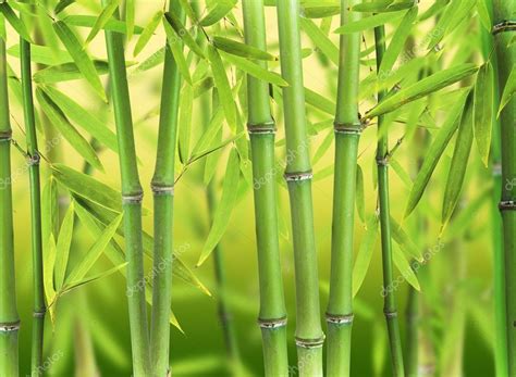 Bamboo forest — Stock Photo © jag_cz #23963601