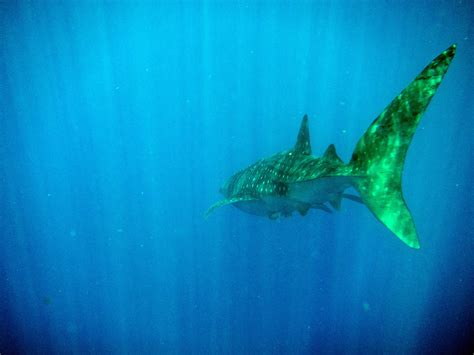Whale Shark 3 | Ross Garner | Flickr