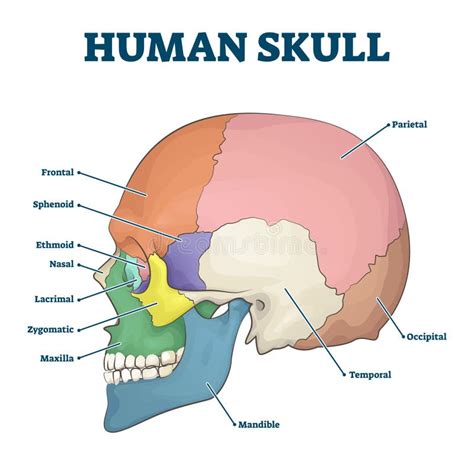 34 Human Skull Labeling Worksheet - support worksheet