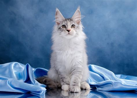 Find Your Perfect Maine Coon Kitten for Sale or Adoption! – ALVI-KITTENS