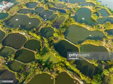 1,346 Aquaculture Fish Ponds Stock Photos, High-Res Pictures, and Images - Getty Images