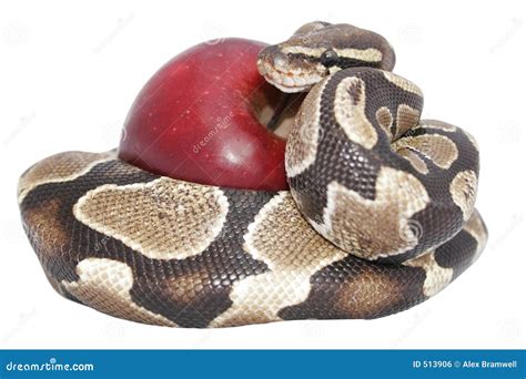 Snake and Apple stock photo. Image of conscious, creature - 513906