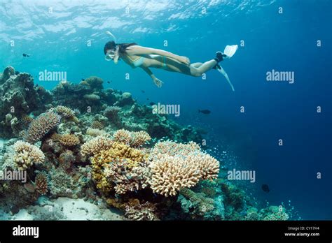 Snorkeling at House Reef, Eriyadu, North Male Atoll, Maldives Stock Photo - Alamy