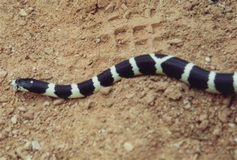 Black snake with white rings | Common Kingsnake (Lampropeltis getula) - 2018-07-16