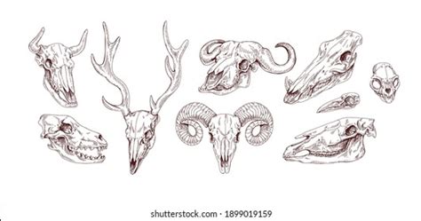 Horse Head Skeleton Outline Photos and Images | Shutterstock