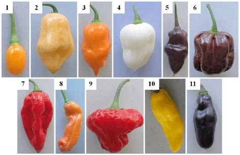 Cultivars of Capsicum chinense Jacq.: 1 -Aji Charapita, 2 -Habanero... | Download Scientific Diagram