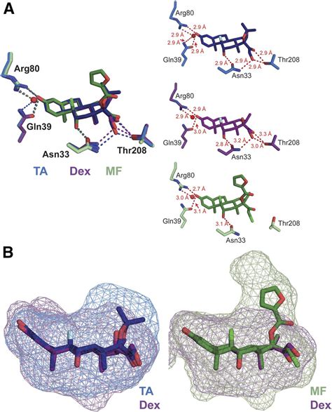 Structural Analysis of the Glucocorticoid Receptor Ligand-Binding Domain in Complex with ...