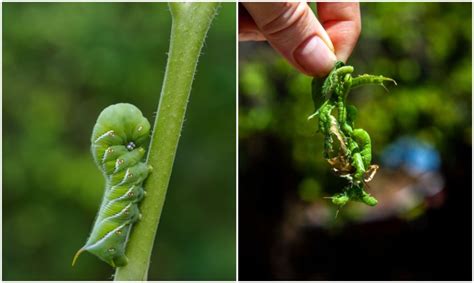 Dealing with Tomato Hornworms Before They Destroy Your Tomato Plants