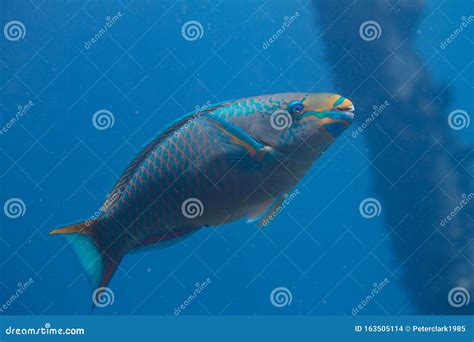 Queen Parrotfish stock photo. Image of dutch, cozumel - 163505114