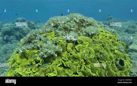 Brown alga (Padina pavonica) Peacock's Tail covered coral reefes. The ...