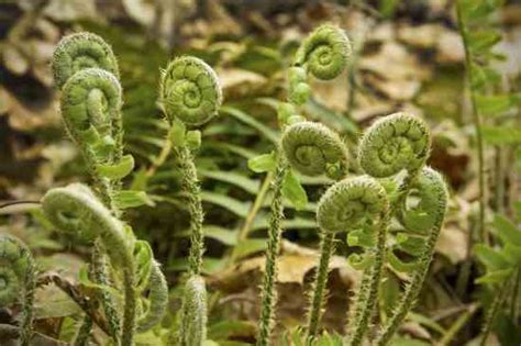 Oh, Fiddleheads: Edible Spring Fern Fronds – Mother Earth Gardener