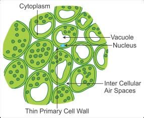 Draw the diagram of parenchyma and describe the tissue in brief. - hwmrxho99