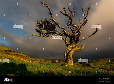 Illuminated old tree with dark thundercloud,Island of Pico,Azores ...