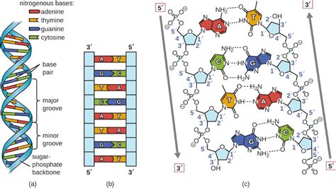 Describe in Detail the Structure of Dna