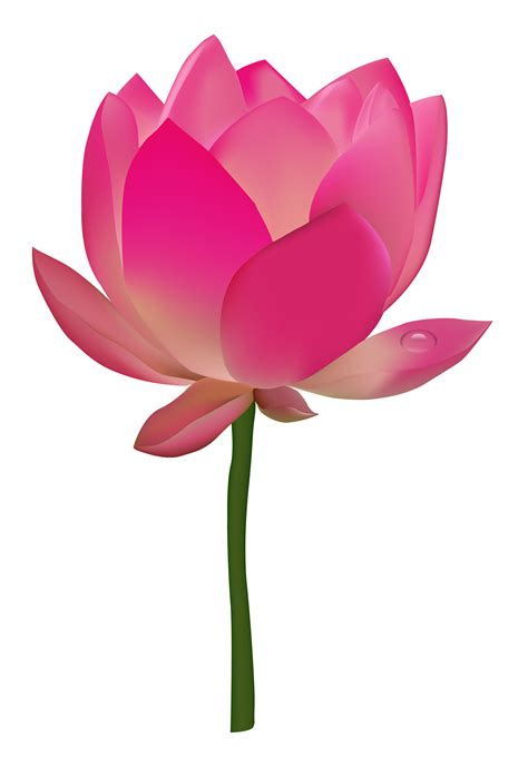 Nelumbo nucifera Flower Lotus - Lotus Flower png download - 2200*3200 - Free Transparent Nelumbo ...