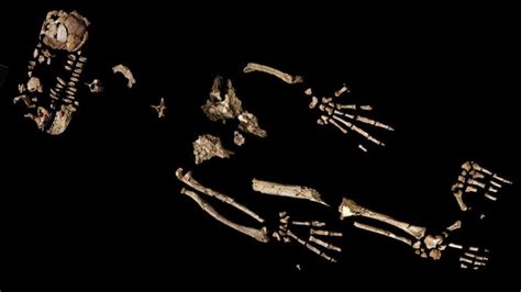 A 4.4 million-year-old skeleton could reveal how early humans began to walk upright