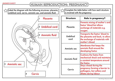 Fetal Uterus And Placental Diagram Human Biology