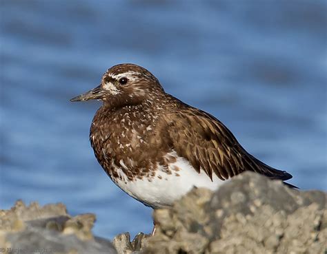 Flickriver: Photoset 'Black Turnstone' by Sarbhloh/Harjeet