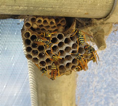 How to Remove Minnesota Bees and Wasps Safely in 2018 - Minneapolis ...