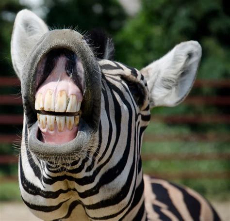 Funny zebra - Stock Image - Everypixel