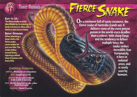 the fierce snake | Fierce Snake - Wierd N'wild Creatures Wiki Types Of Snake, Wild Creatures ...