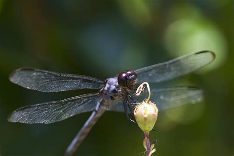 Female Blue Dasher Dragonfly Photograph by Kathy Clark - Fine Art America