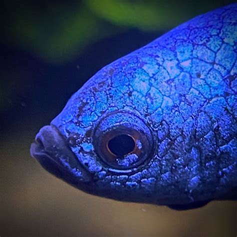 Close Up View Of Head Of Blue Alien Betta | Betta fish types, Betta fish, Fish