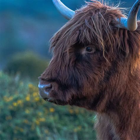 Highland Cow Portrait | Lorraine Finney Photography