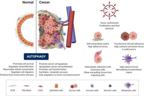 Autophagy and mechanics during cancer transformation. The role of ...