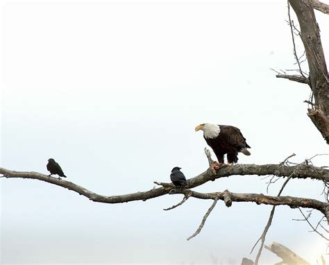 New Jersey 101.5 FM: Bald eagle nesting season underway in NJ « Conserve Wildlife Foundation of ...