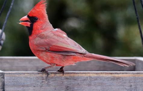 Yellow Cardinals: Rare Birds You'd be Incredibly Lucky to See