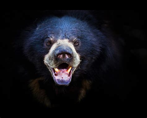 Himalayan Black Bear | Jagannath Dey | Flickr