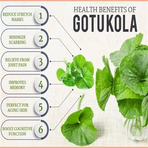 Plant Extract Gotu Kola - Shop for Good Vibes